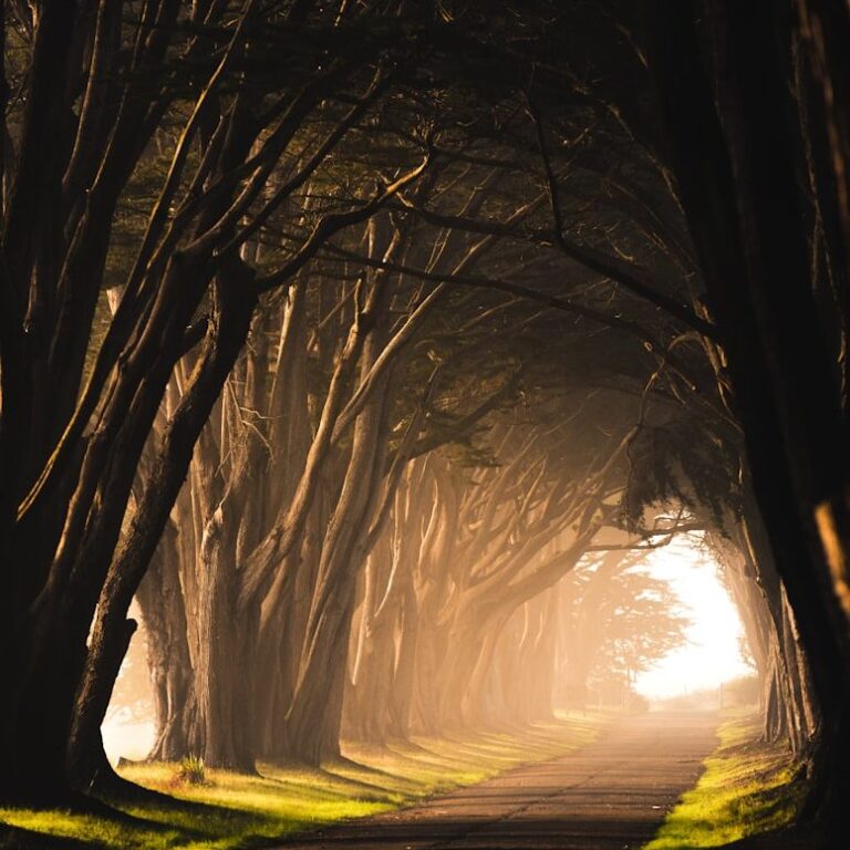 Tree-lined avenue in soft evening light